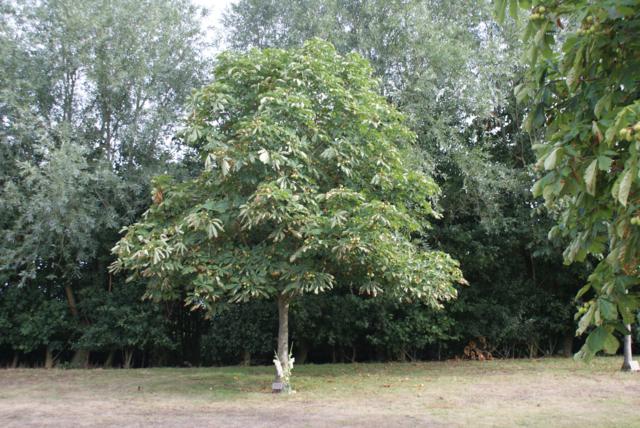 Adopt a tree plaque